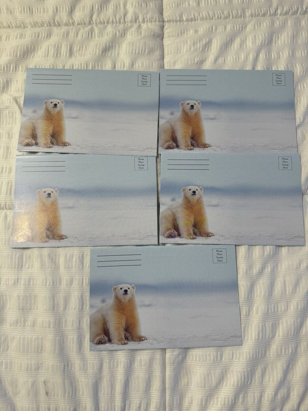 Lot of 5 Seasons Greetings Holiday Cards Polar Bear Winter Wildlife Blank